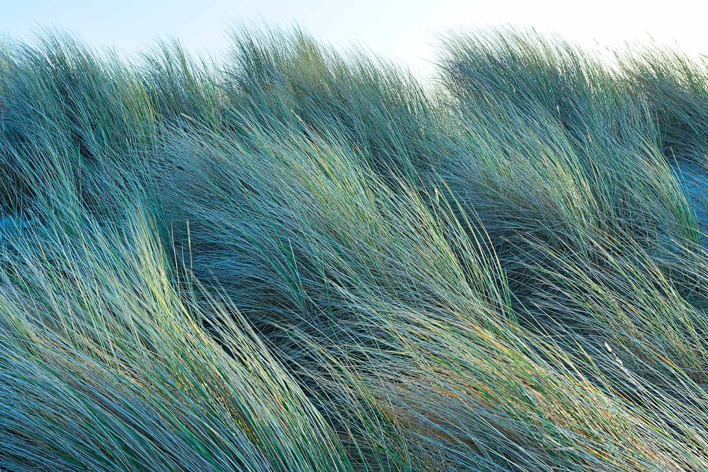 terschelling duingras helmgras natuur - Martin Rijpstra fotograaf Leeuwarden