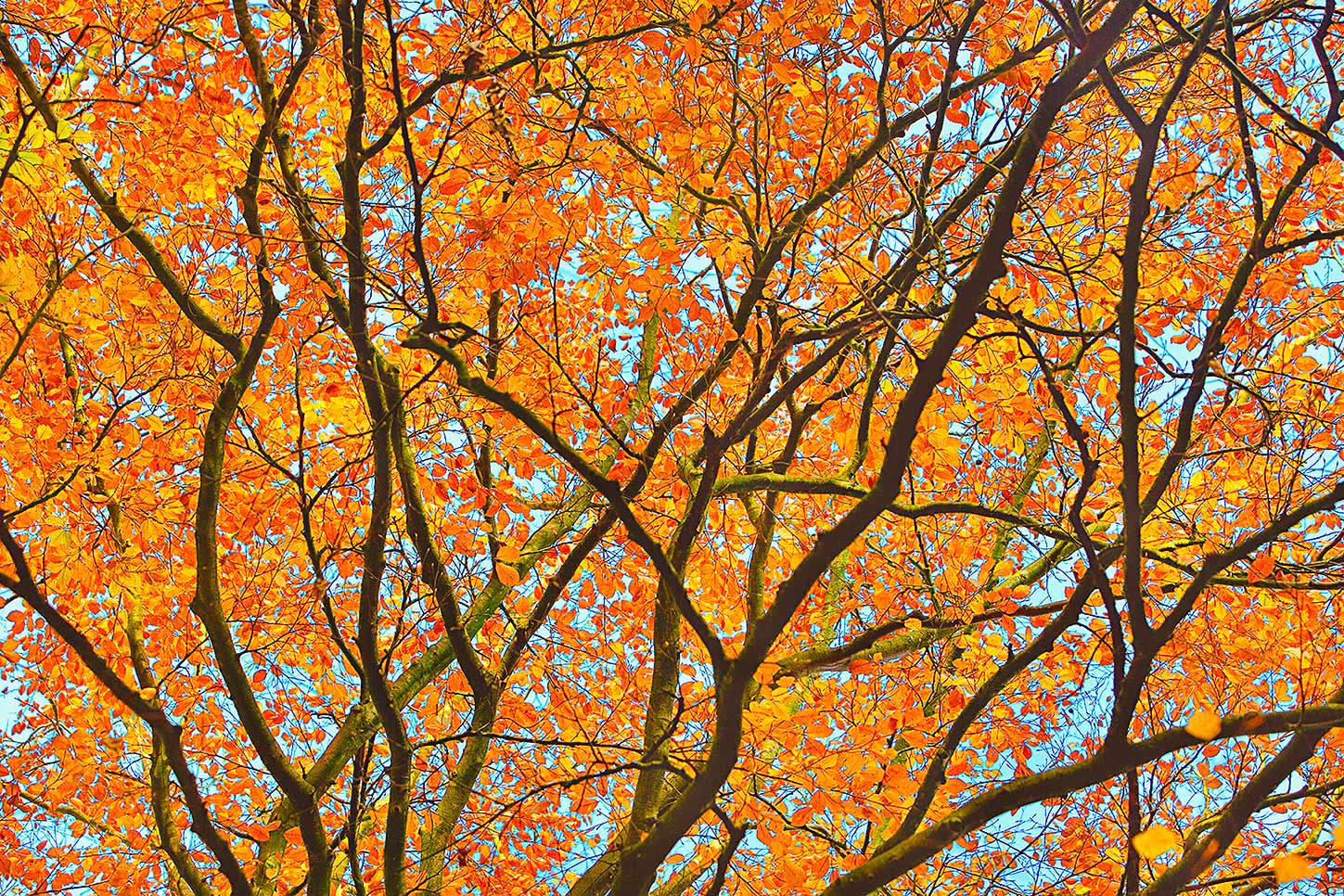 herfst bladeren oranje