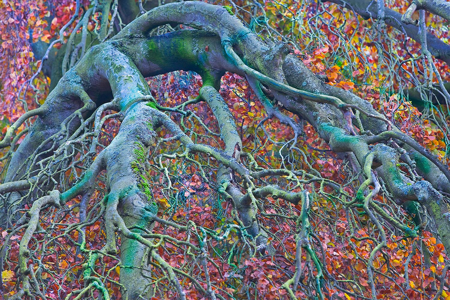 takken bladeren herfst - Martin Rijpstra fotograaf Leeuwarden