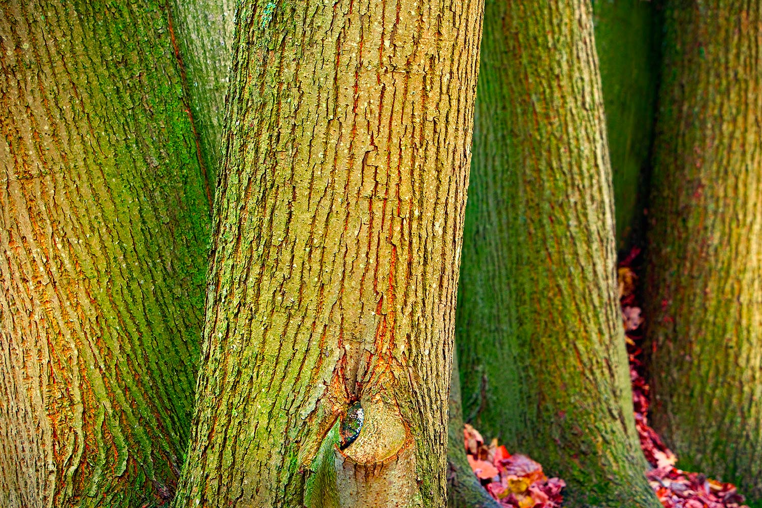 bomen groen stam